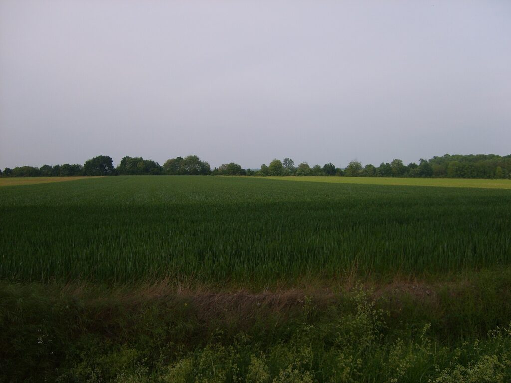 VTC Brie-Comte-Robert – Le chemin vert depuis la RD319